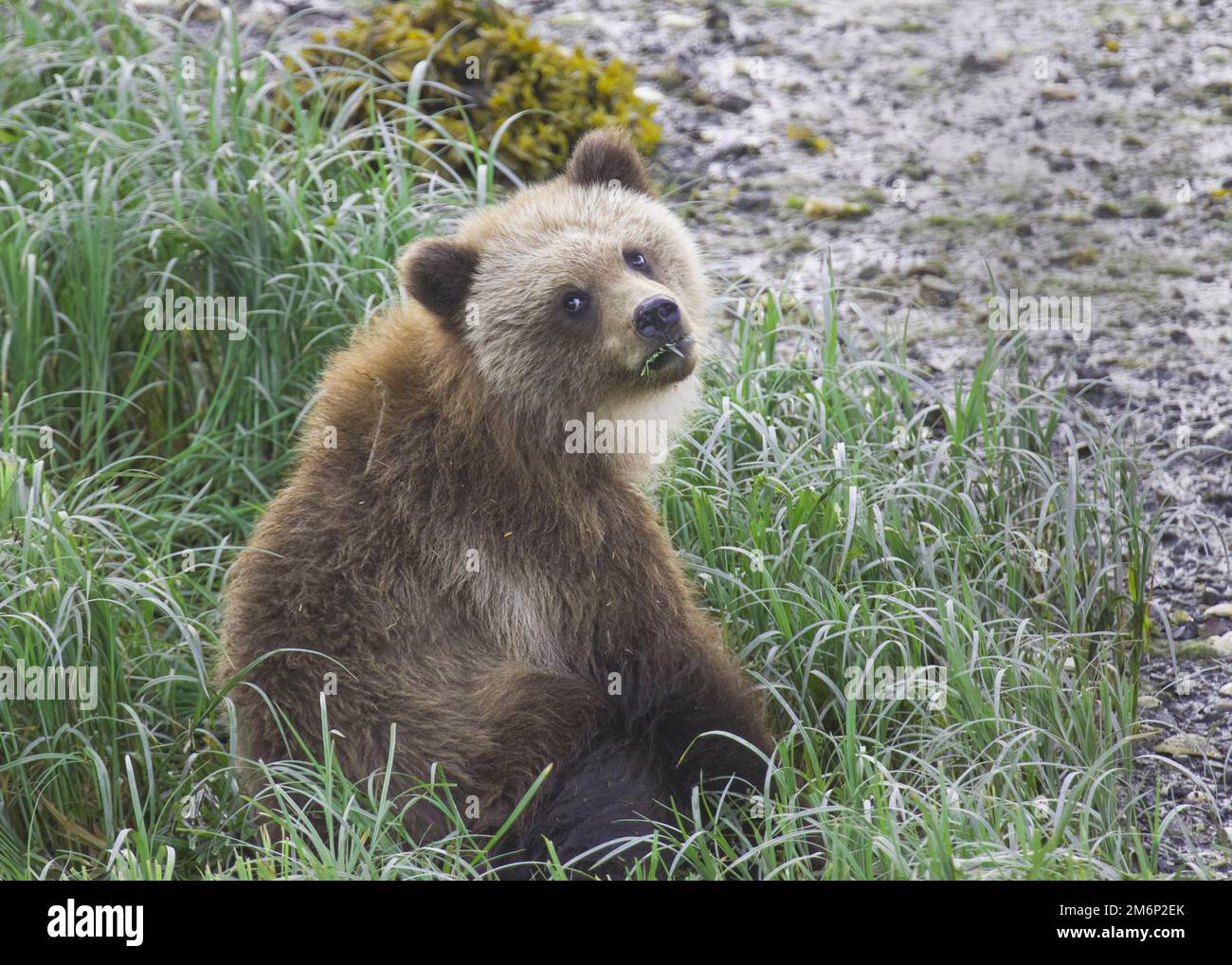 Le jeune ours brun cub dans la nature de l'Alaska est assis près d'un lit de rivière dans des herbes épaisses et mange de l'herbe tout en tournant la tête à la tête de la caméra montrant buccal Banque D'Images