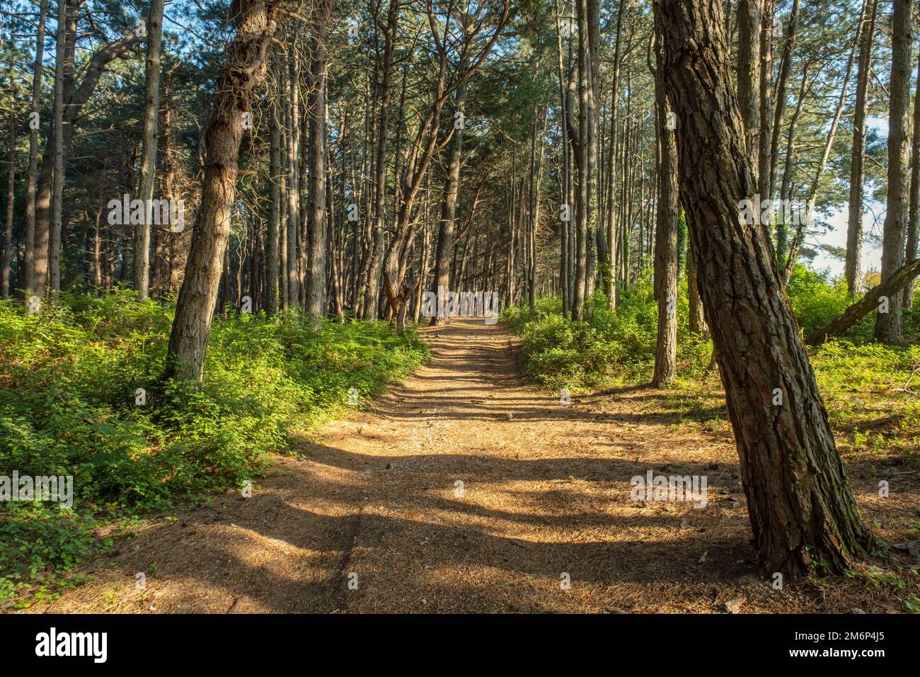 Paysage de forêt de pins avec route Banque D'Images