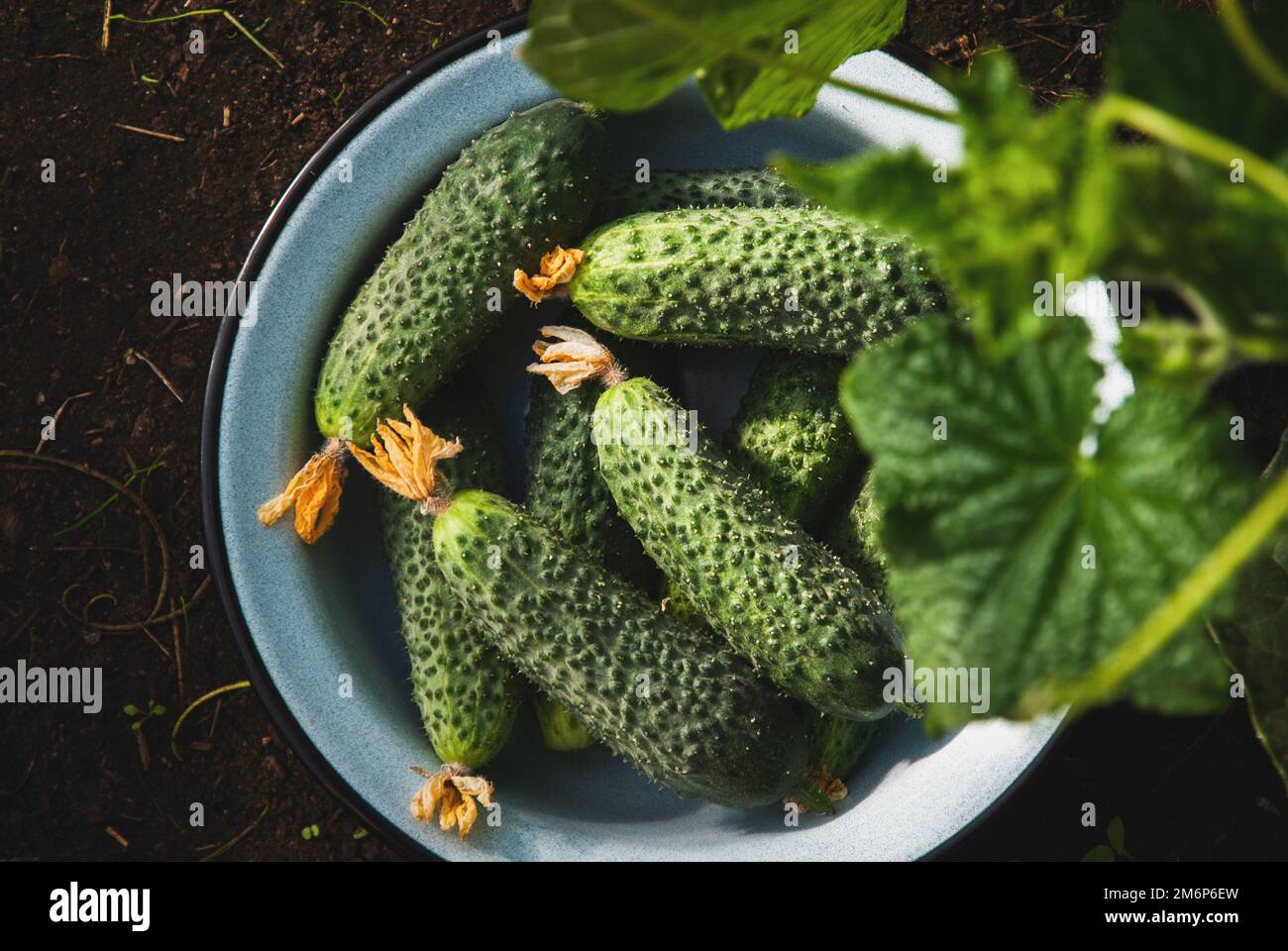 Moissonné de concombres frais dans un bol émaillé sur le sol, potager biologique Banque D'Images