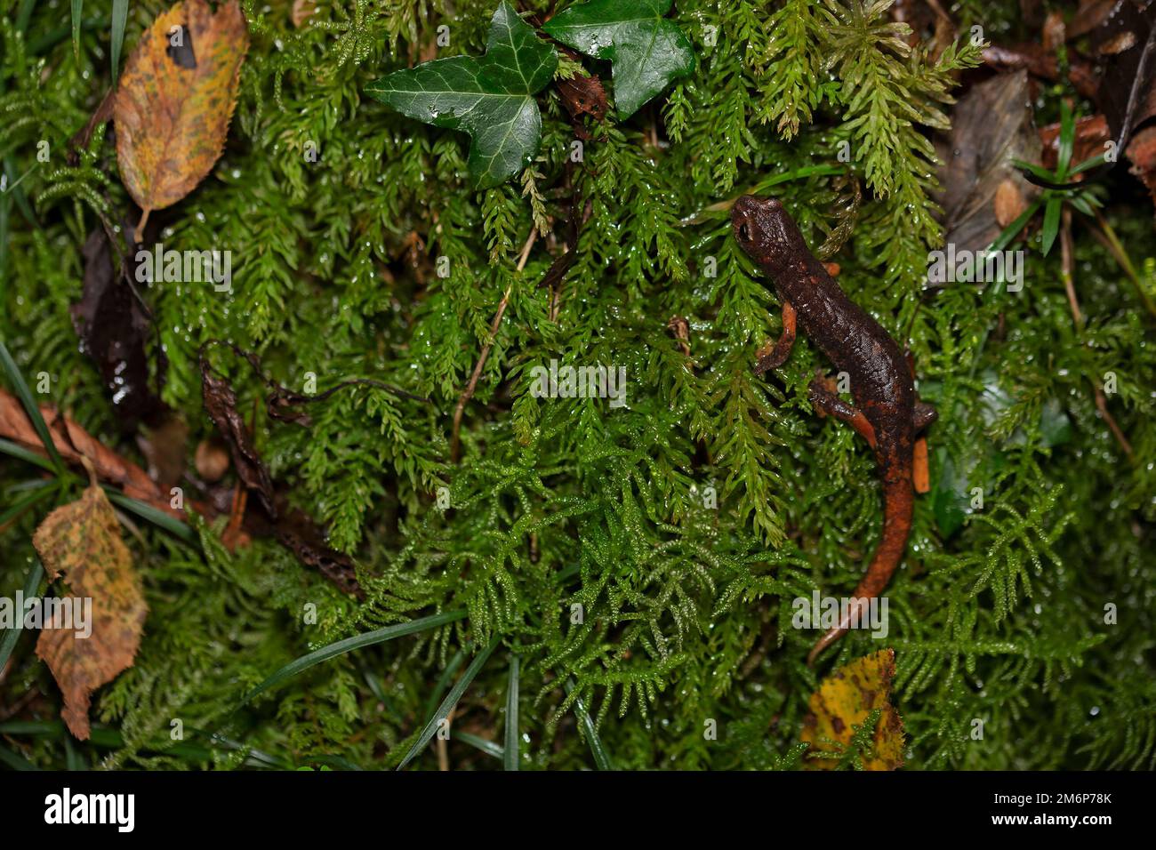 Salamandre italien (Speleomantes italicus) - geotritone italiano Banque D'Images