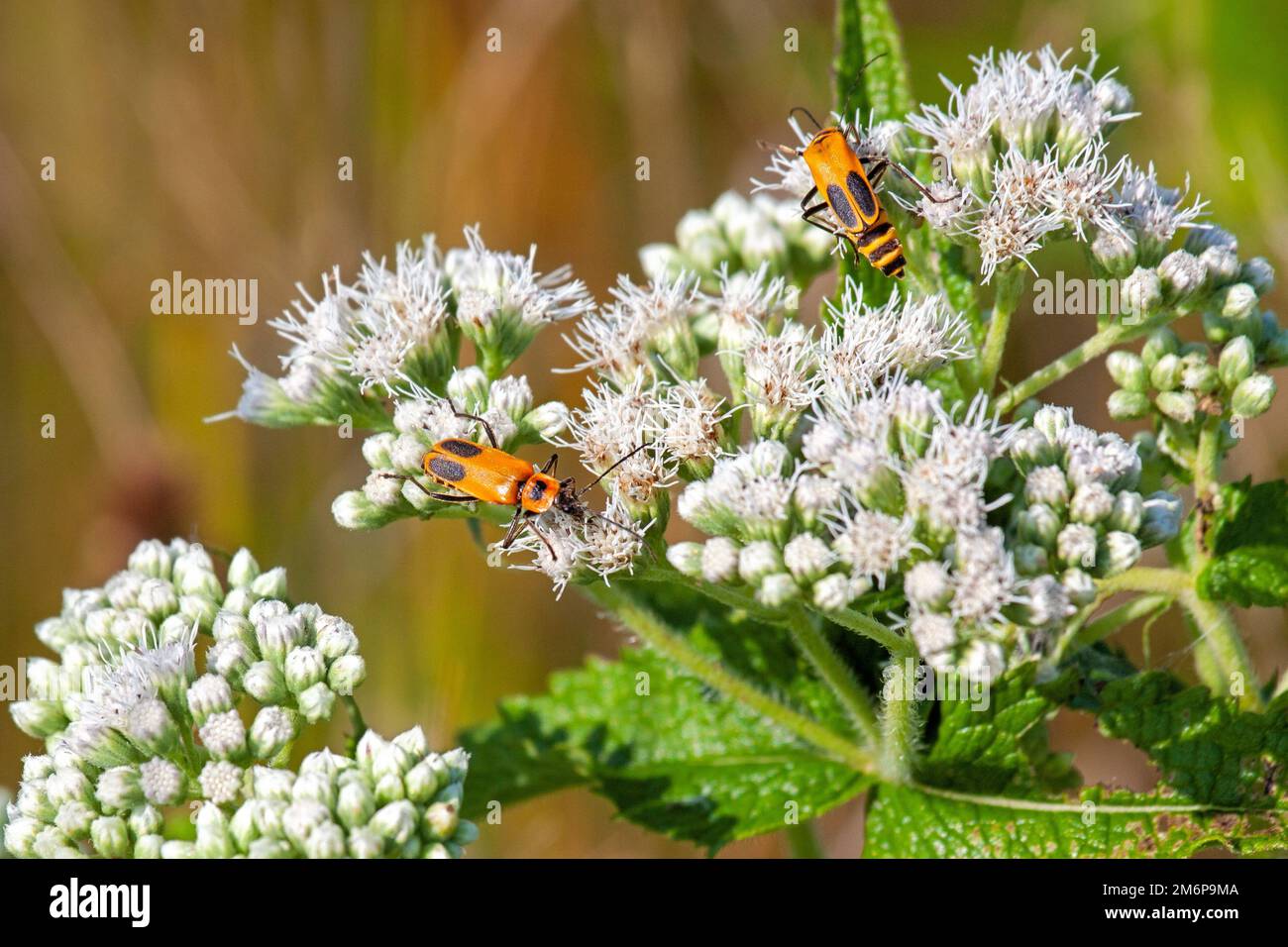 Deux coléoptères de soldat marchent au-dessus d'une fleur de boneset en mangeant leur chemin le long de ses pétales. Banque D'Images