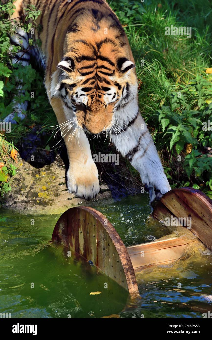 Un tigre d'Amour mâle au zoo de Dartmoor, jouant avec son jouet d'enrichissement - une grande bobine de câble. Banque D'Images