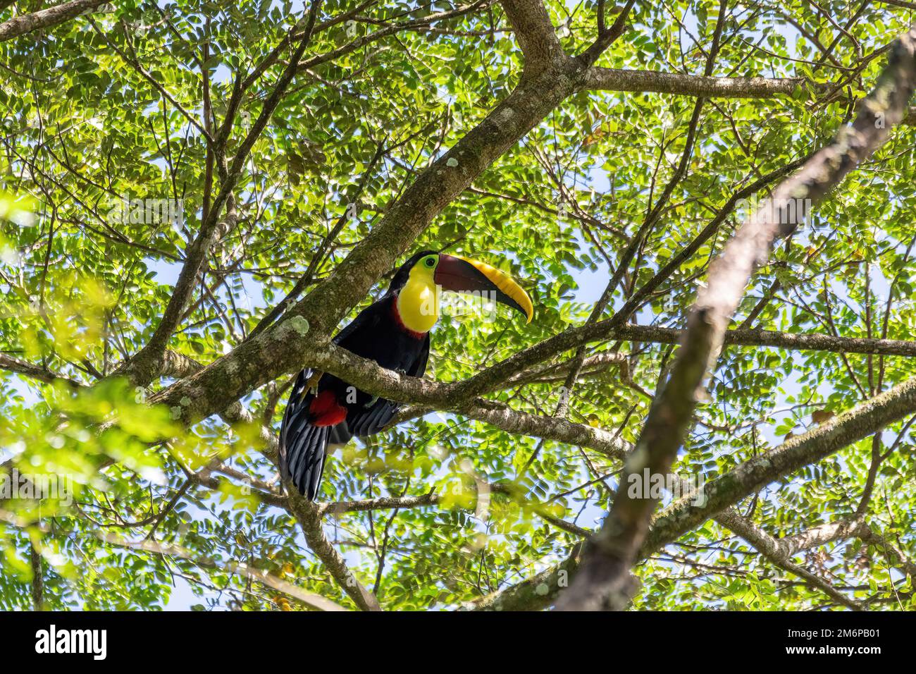 Toucan à gorge jaune, Ramphastos ambiguus, Parc national de Carara - Tarcoles Costa Rica Banque D'Images