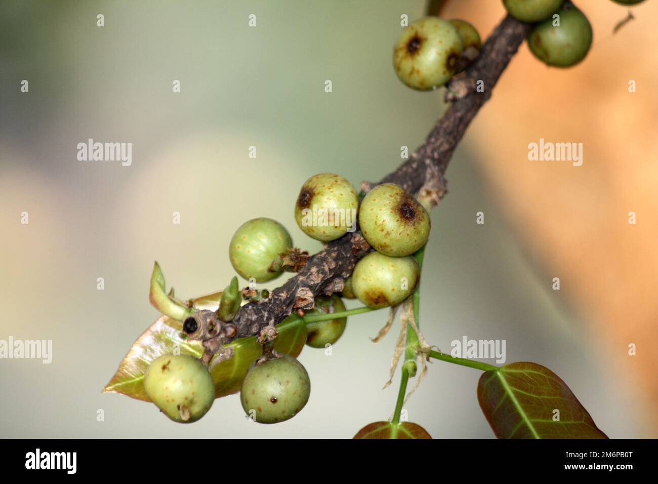 Figues blanches (Ficus virens) fruits sur une branche : (pix Sanjiv Shukla) Banque D'Images