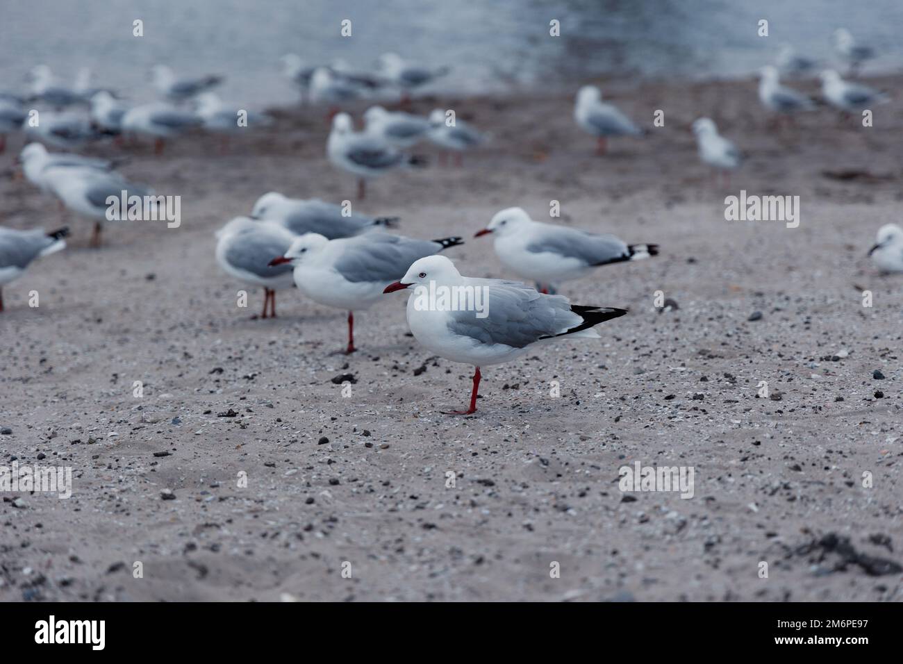 Mouettes reposant sur les rives du lac. Il est intéressant de noter qu'ils se reposent en soulevant l'une de leurs jambes. Banque D'Images