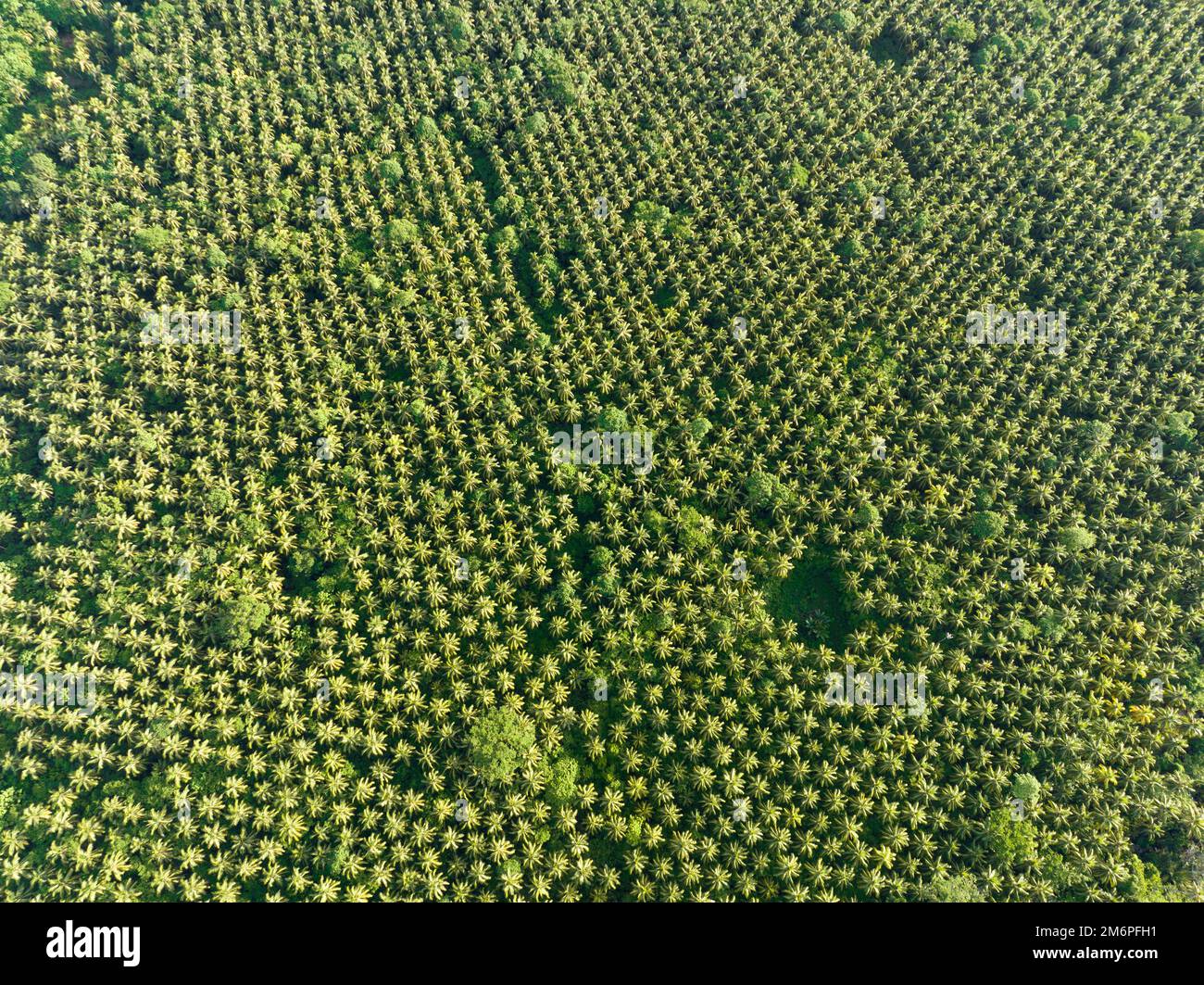 Une vaste plantation de palmiers à noix de coco se trouve dans les îles Salomon. Ce pays exporte de grandes quantités de coprah, le noyau sec de la noix de coco. Banque D'Images
