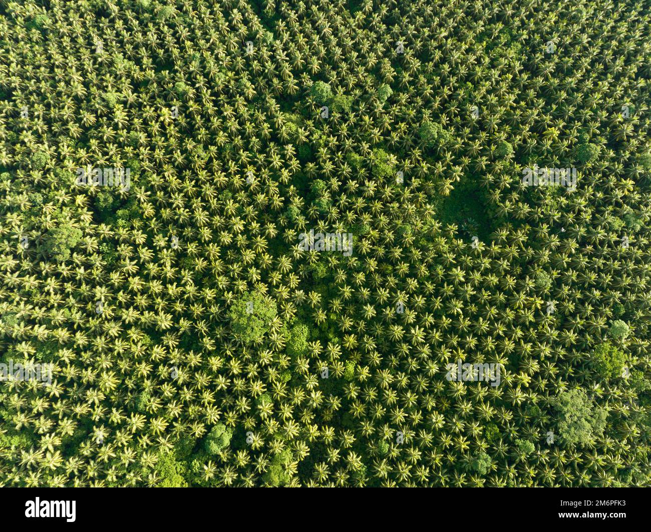 Une vaste plantation de palmiers à noix de coco se trouve dans les îles Salomon. Ce pays exporte de grandes quantités de coprah, le noyau sec de la noix de coco. Banque D'Images