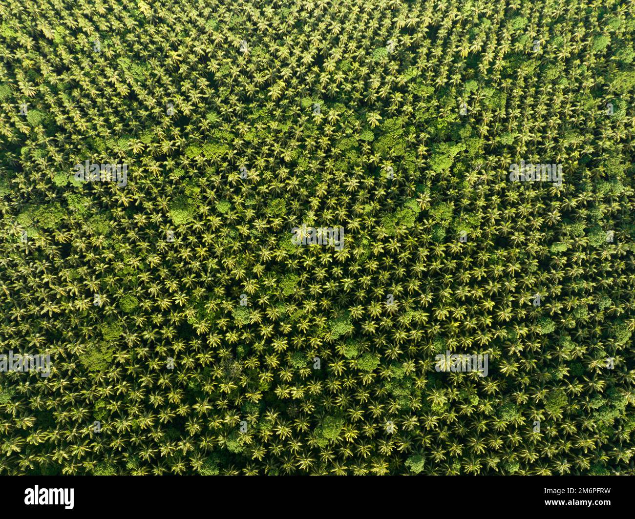 Une vaste plantation de palmiers à noix de coco se trouve dans les îles Salomon. Ce pays exporte de grandes quantités de coprah, le noyau sec de la noix de coco. Banque D'Images