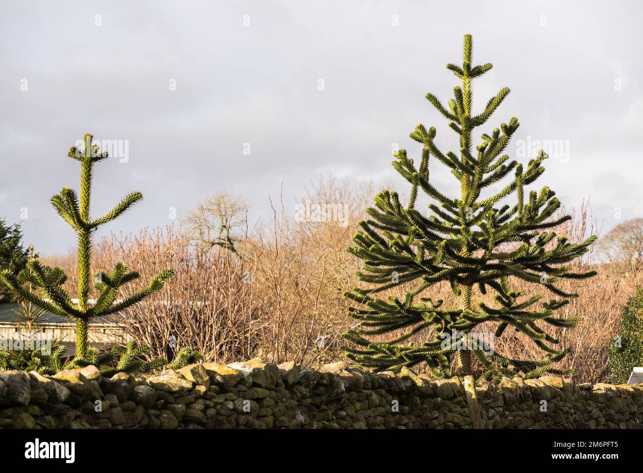 Monkey Puzzle Trees sur une petite exploitation dans le North Yorkshire janvier 2023. Banque D'Images