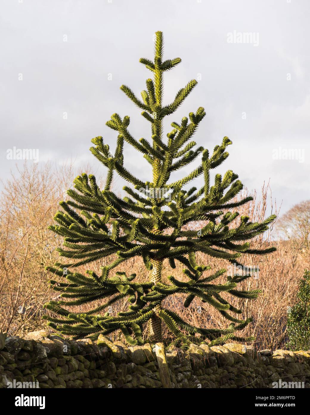 Monkey Puzzle Trees sur une petite exploitation dans le North Yorkshire janvier 2023. Banque D'Images