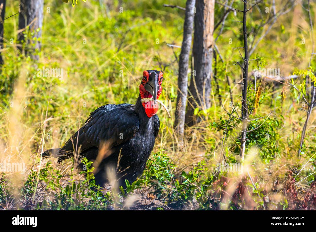 Les oiseaux de nuit sont carnivores Banque D'Images