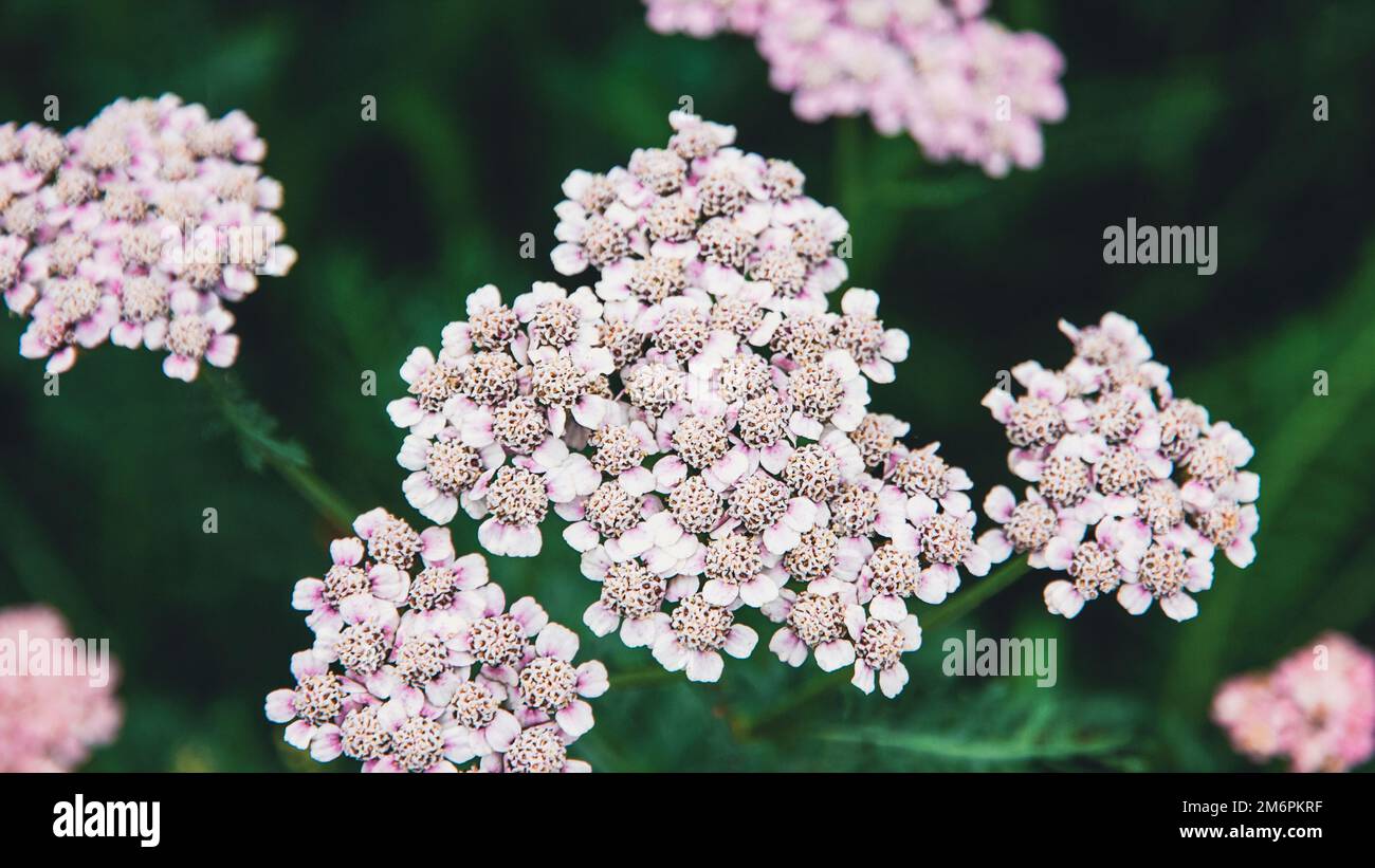 Fleurs blanches roses Yarrow (Achillea) plantes en fleurs dans le champ Banque D'Images