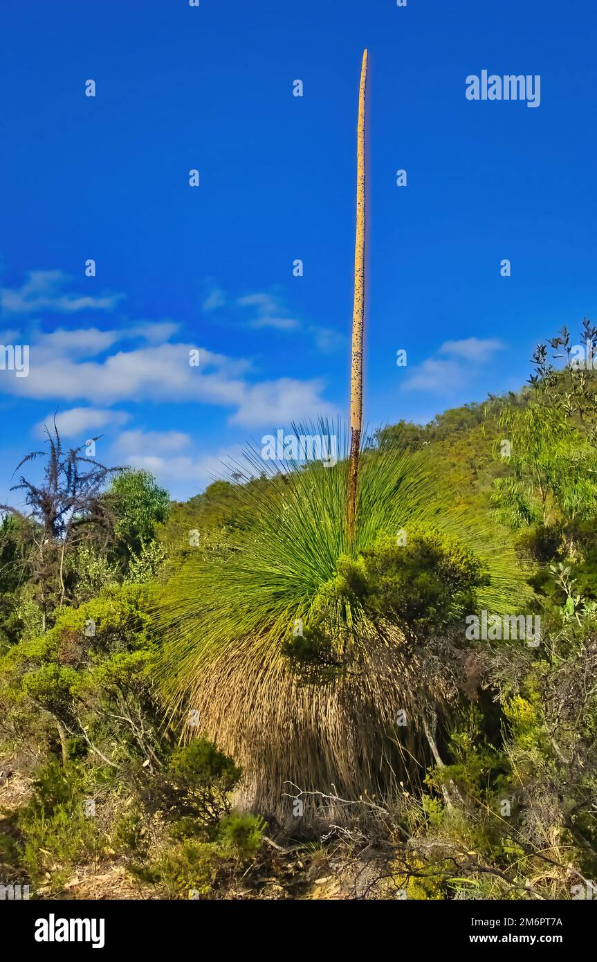 Herbe (Xanthorrhoea) avec une longue pointe (paysage) sur une pente dans le parc national de Yalgorup, près de Perth en Australie occidentale Banque D'Images