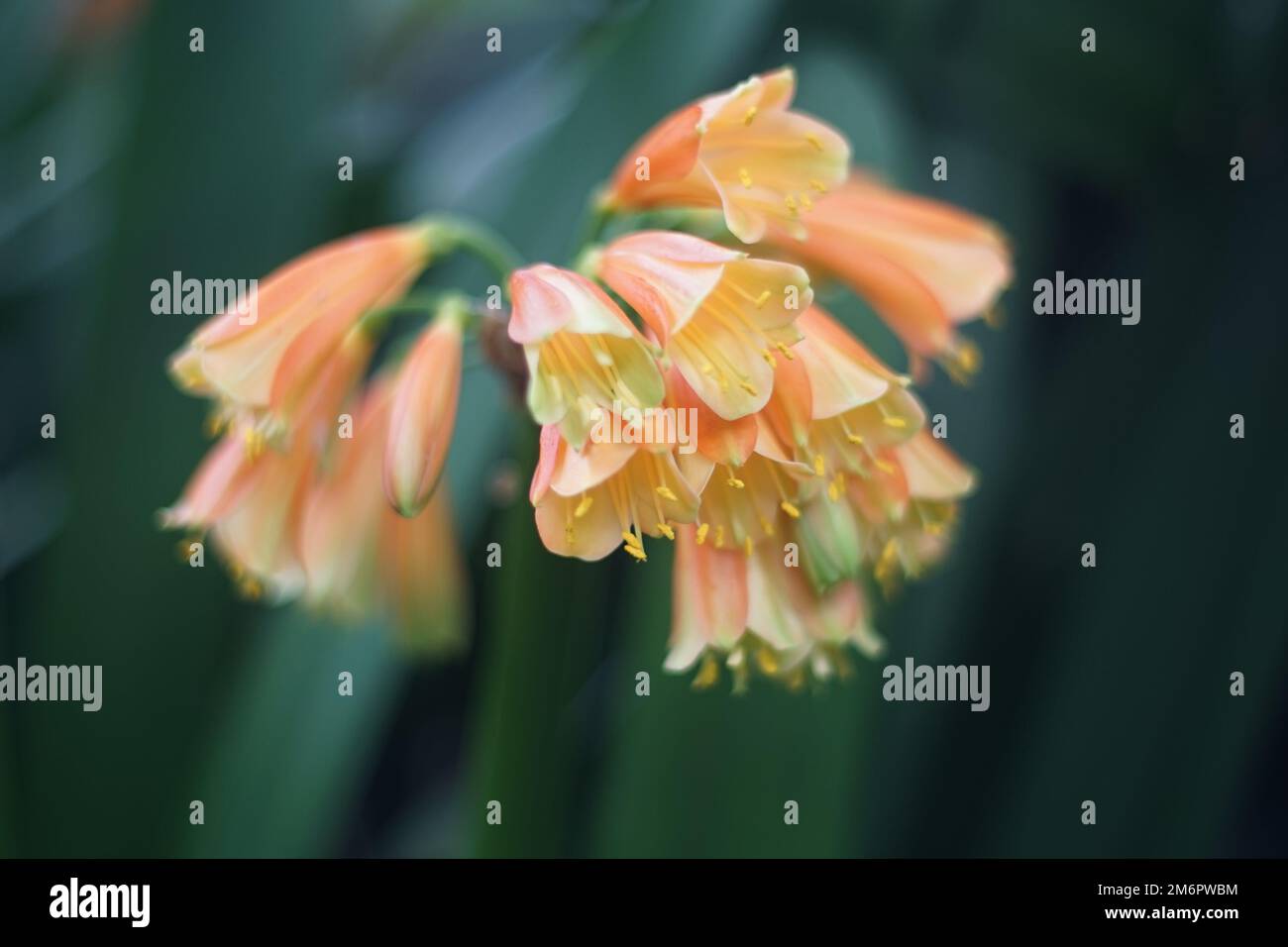 Une vue rapprochée d'un Clivia nobilis fleurit dans un jardin botanique Banque D'Images
