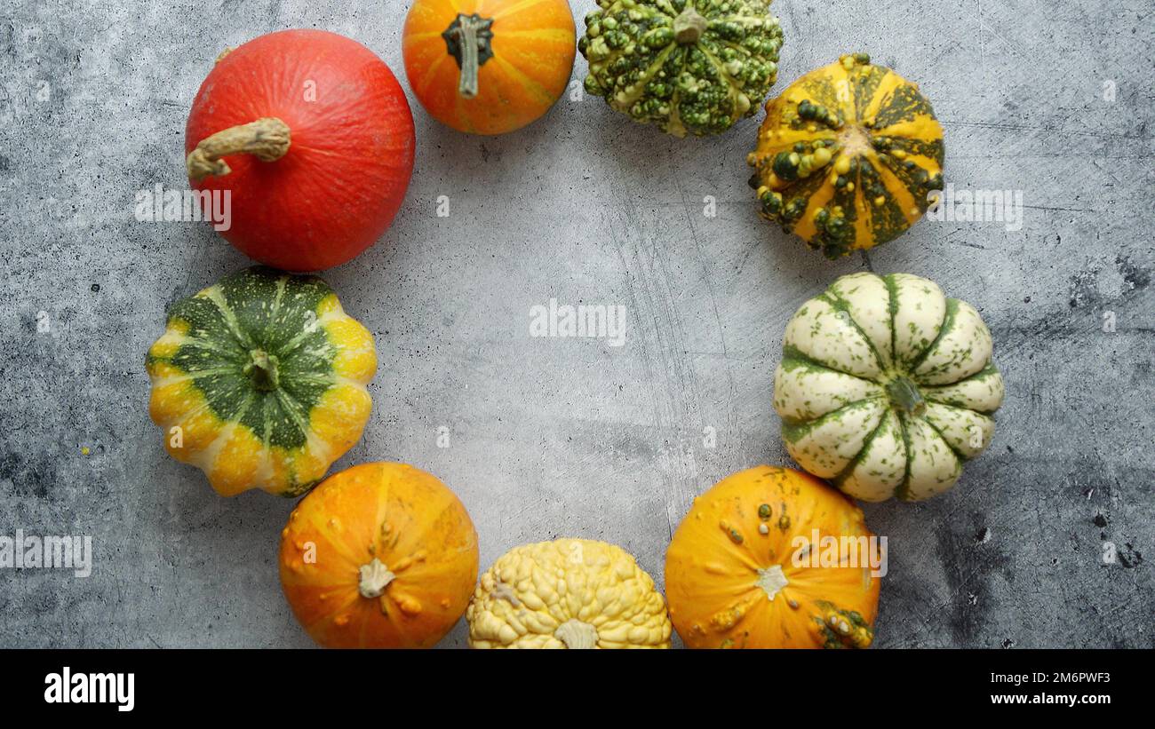 De la vue ci-dessus de divers types de mini citrouilles mignons placées dans le cercle avec l'espace de copie Banque D'Images