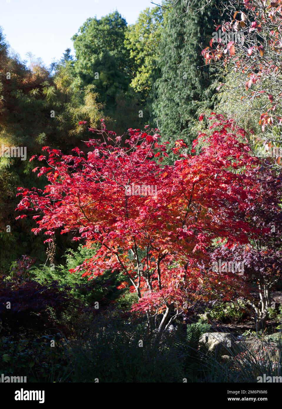 Couleur d'automne de l'Acer japonicum Aconitifolium dans le jardin du Royaume-Uni octobre Banque D'Images