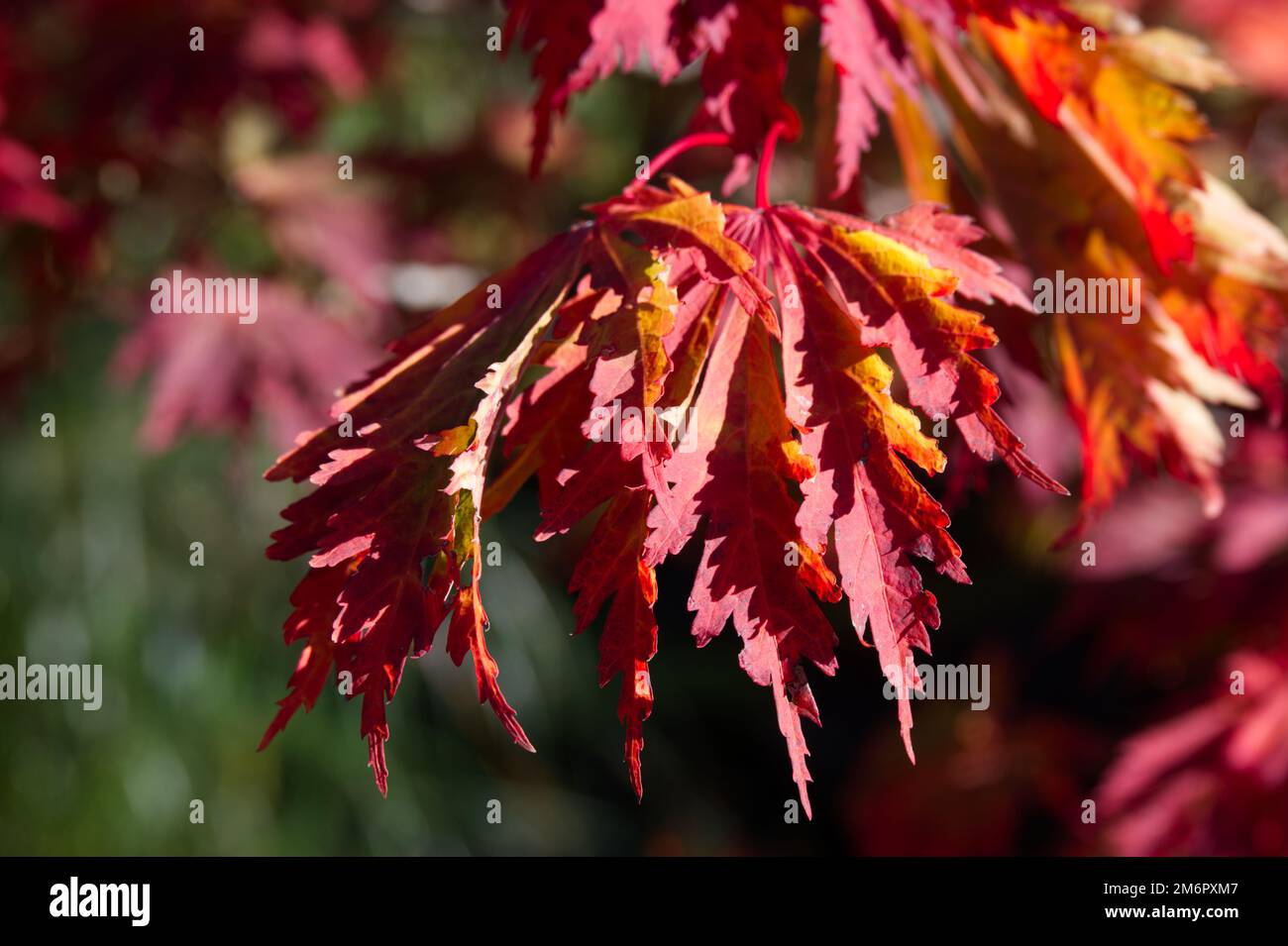 Couleur d'automne de l'Acer japonicum Aconitifolium dans le jardin du Royaume-Uni octobre Banque D'Images