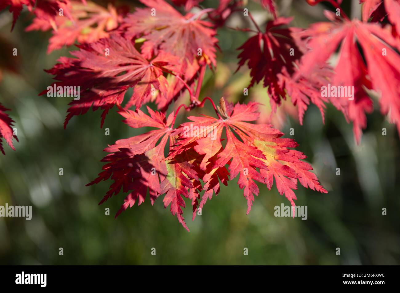 Couleur d'automne de l'Acer japonicum Aconitifolium dans le jardin du Royaume-Uni octobre Banque D'Images