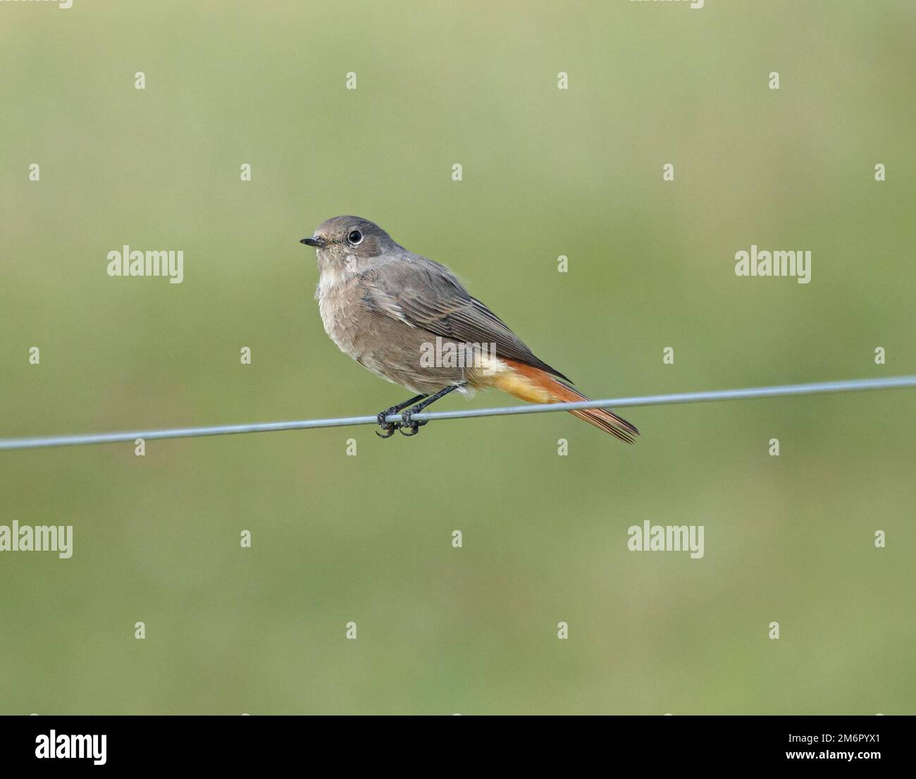 Black Redstart 'Phoenicurus ochruros Banque D'Images