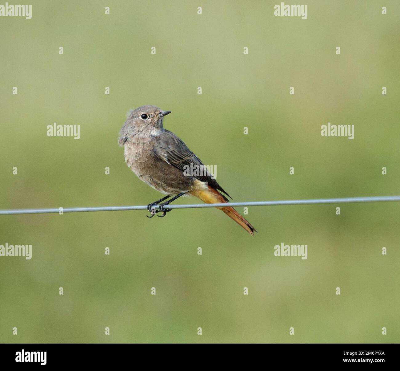 Black Redstart 'Phoenicurus ochruros Banque D'Images