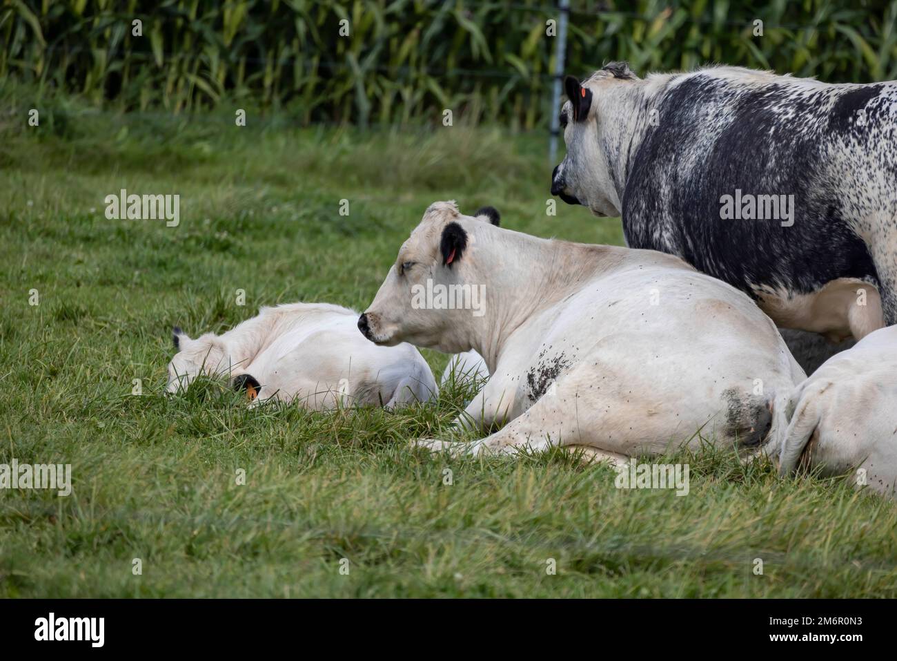 Un petit troupeau de vaches allongé sur un pâturage Banque D'Images