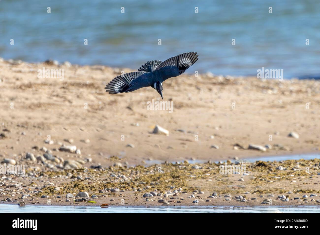 Le martin-pêcheur d'Amérique (Megaceryle alcyon) sur la chasse Banque D'Images