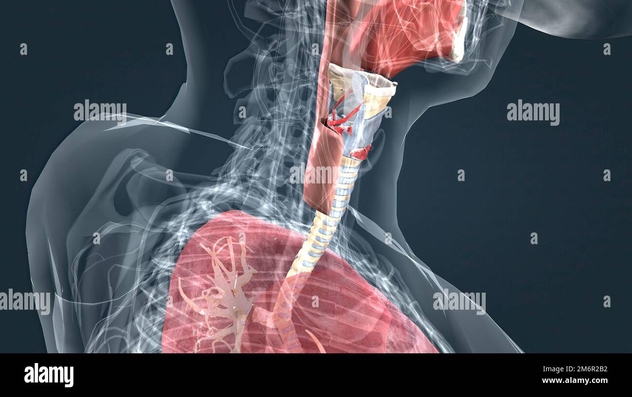 Le larynx est un organe situé dans la partie supérieure du cou qui