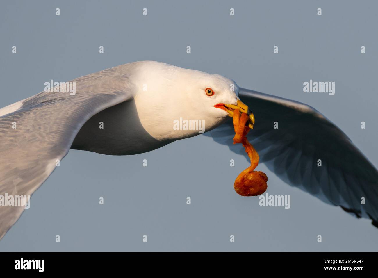 Mouette à bec, ou mouette, volant voler un frite ou une puce, voler ou récupérer des aliments humains. Vue sur le lac Michigan, Chicago, Illinois, États-Unis Banque D'Images