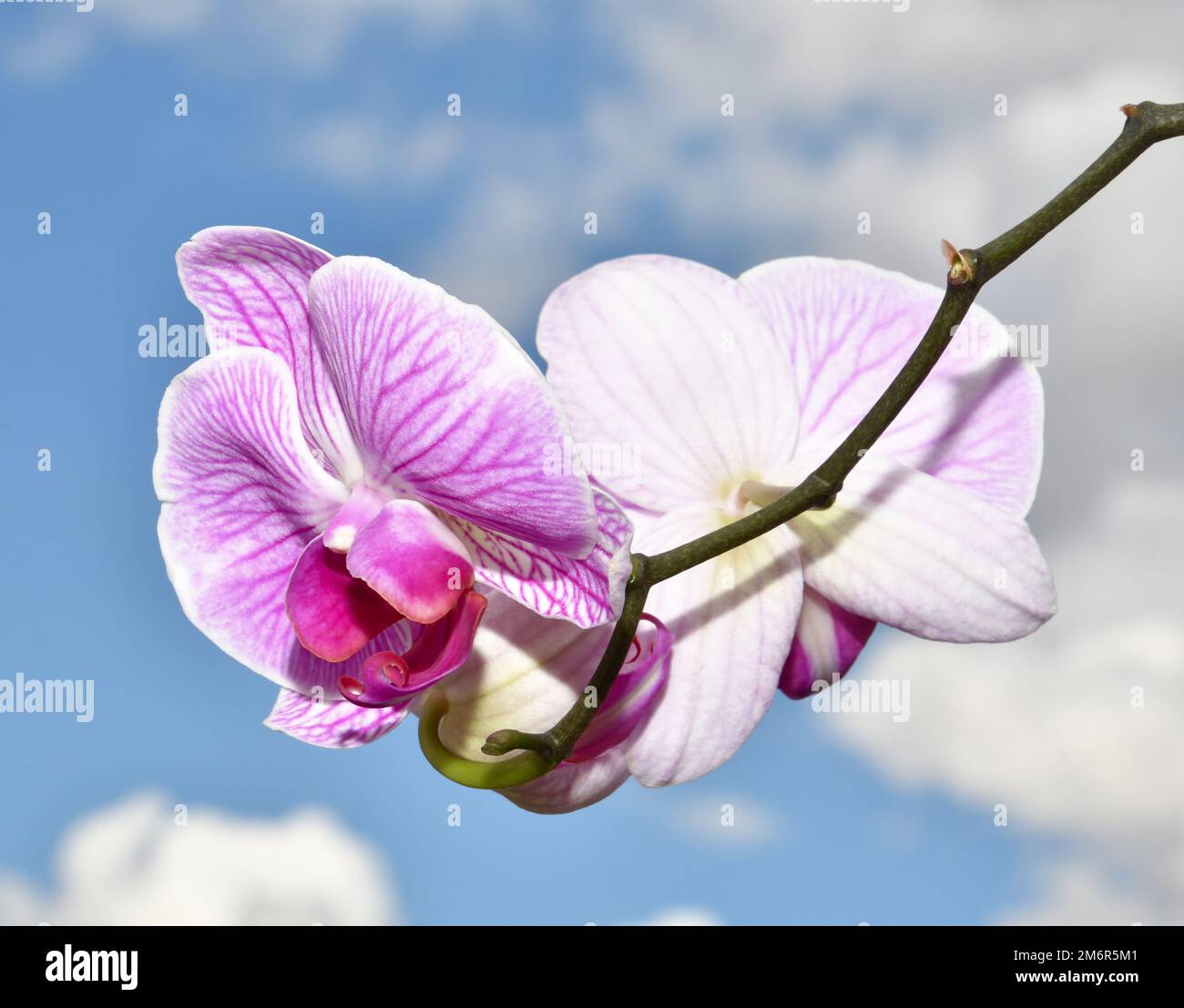 Fleur de Phalaenopsis (latin. Phalaenopsis) ou Orchid (latin. Orchidaceae) couleur blanc-violet en somme Banque D'Images
