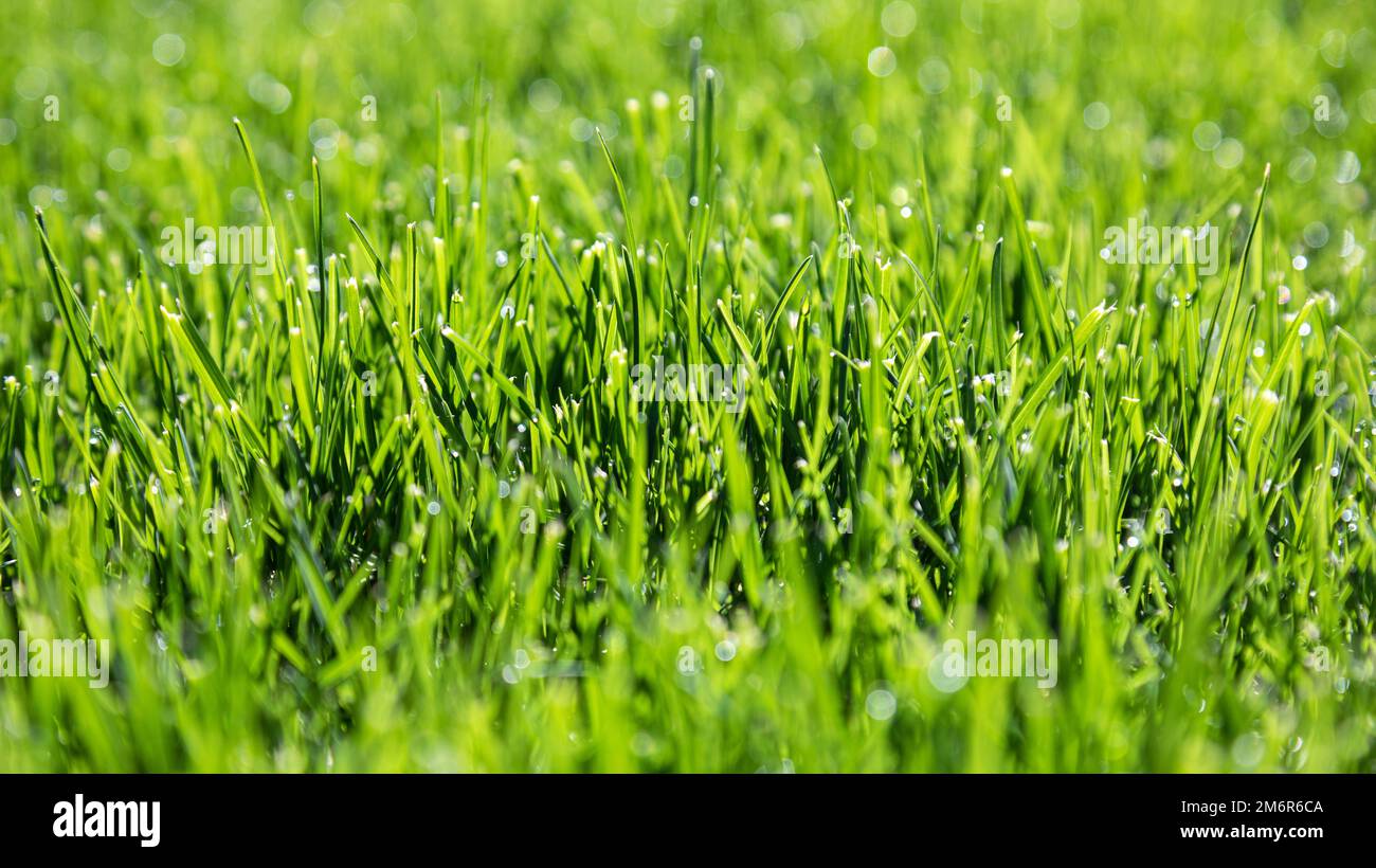 La texture de l'herbe verte Banque D'Images