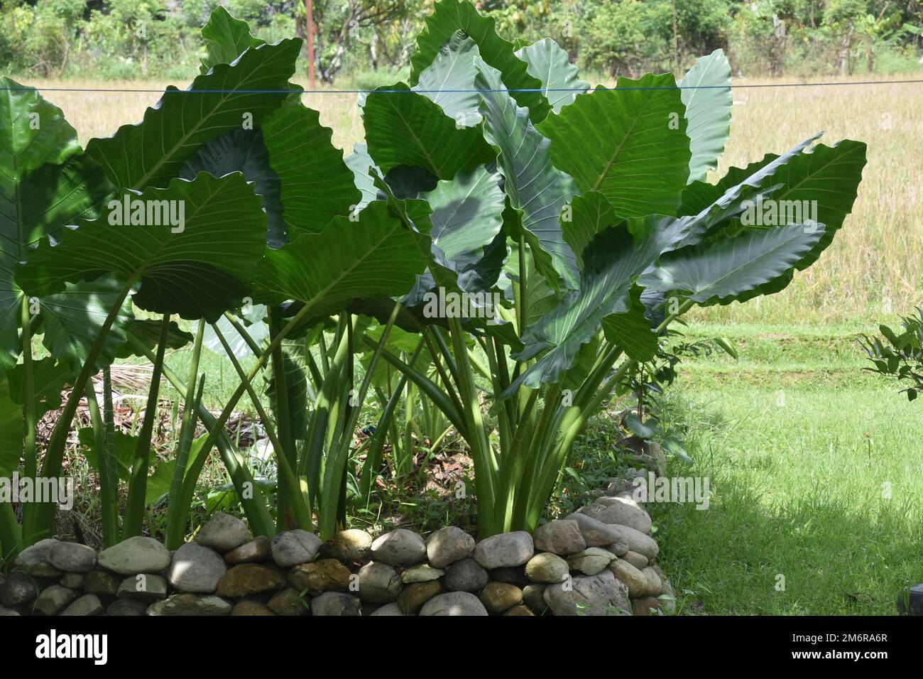 Le taro sauvage grandit dans mon jardin, ils ont de délicieuses bulbes Banque D'Images