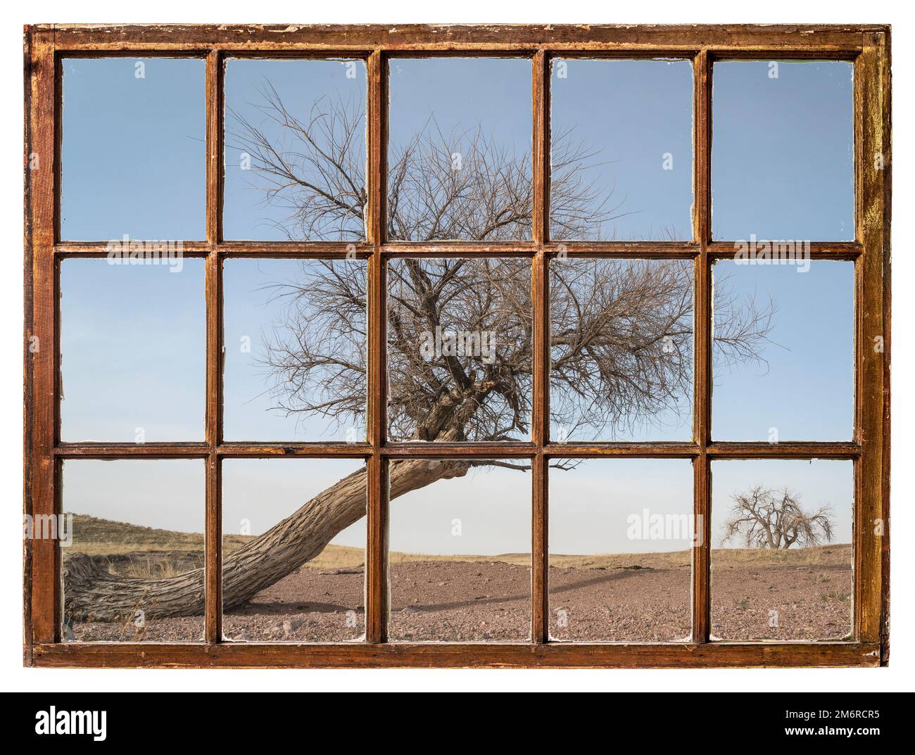 Arbres dans une prairie aux contreforts du Colorado, vue sur la fenêtre de la guilde d'époque Banque D'Images