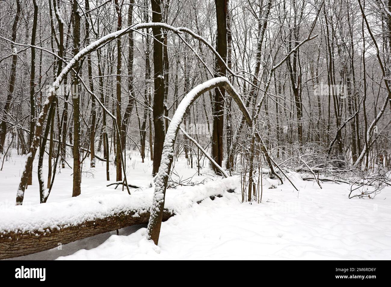 Forêt en hiver, troncs et branches d'arbres couverts de neige. La nature après les chutes de neige, temps froid Banque D'Images