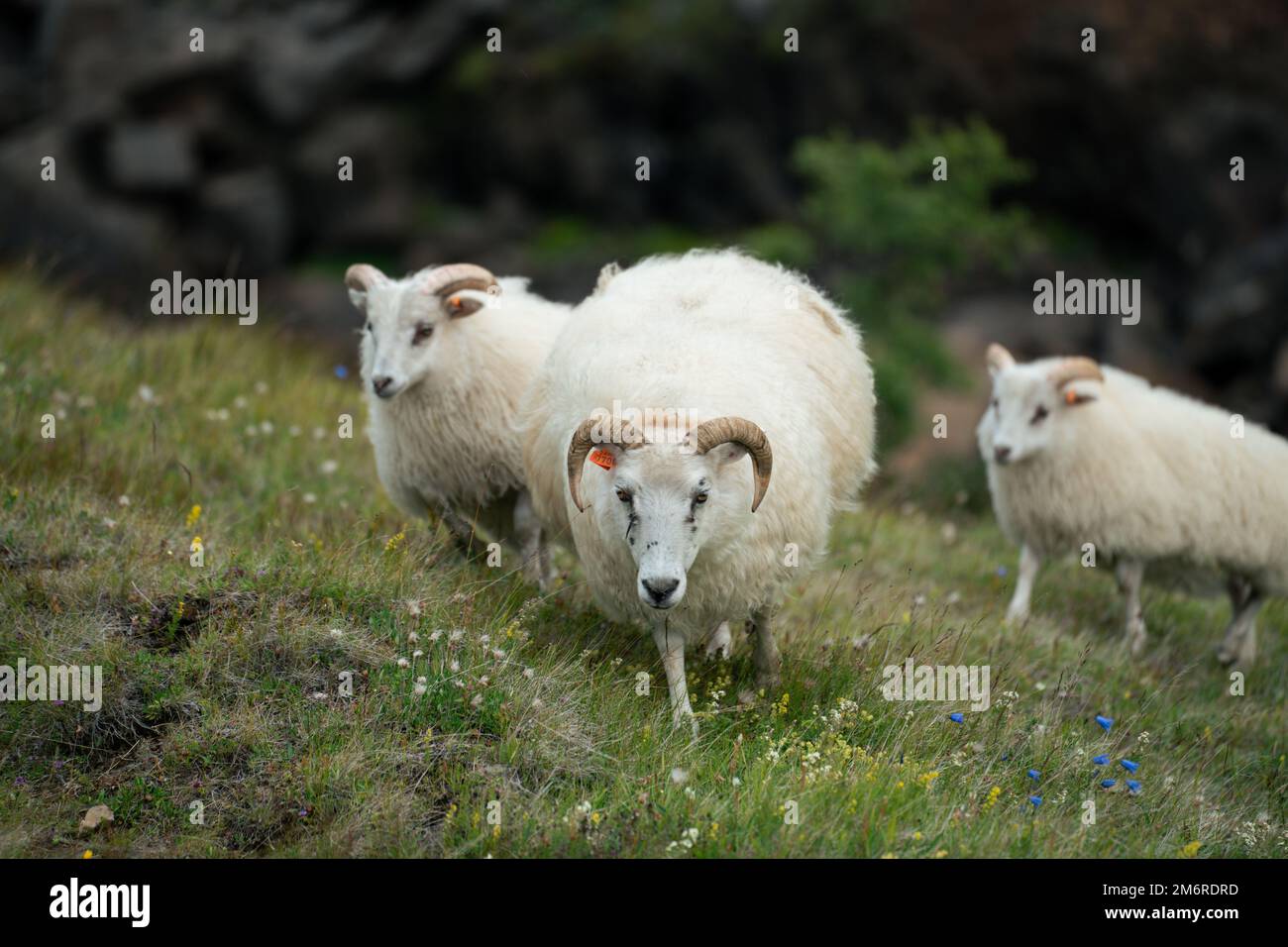 Moutons islandais errant les collines en Islande Banque D'Images