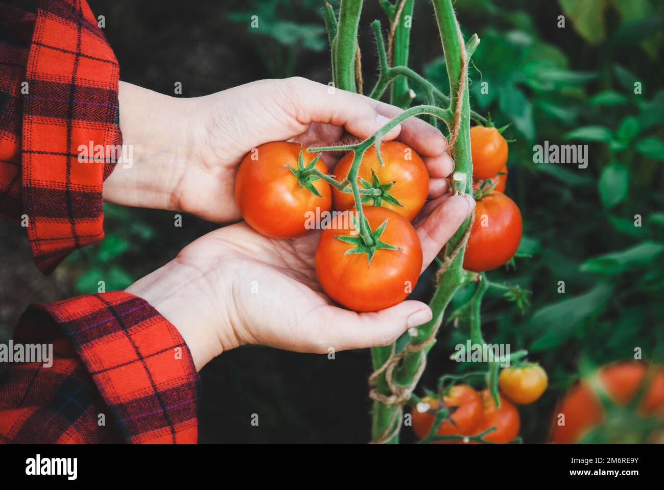 Mains tenant des tomates mûres rouges, cueillant la tomate de la vigne en serre Banque D'Images