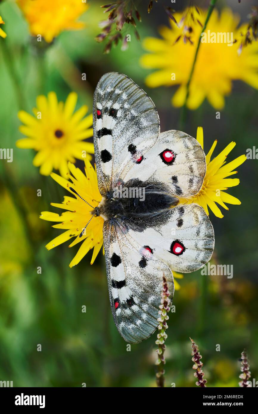 Apollon alpin (Parnassius sacerdos), parc national Hohe Tauern, Autriche Banque D'Images
