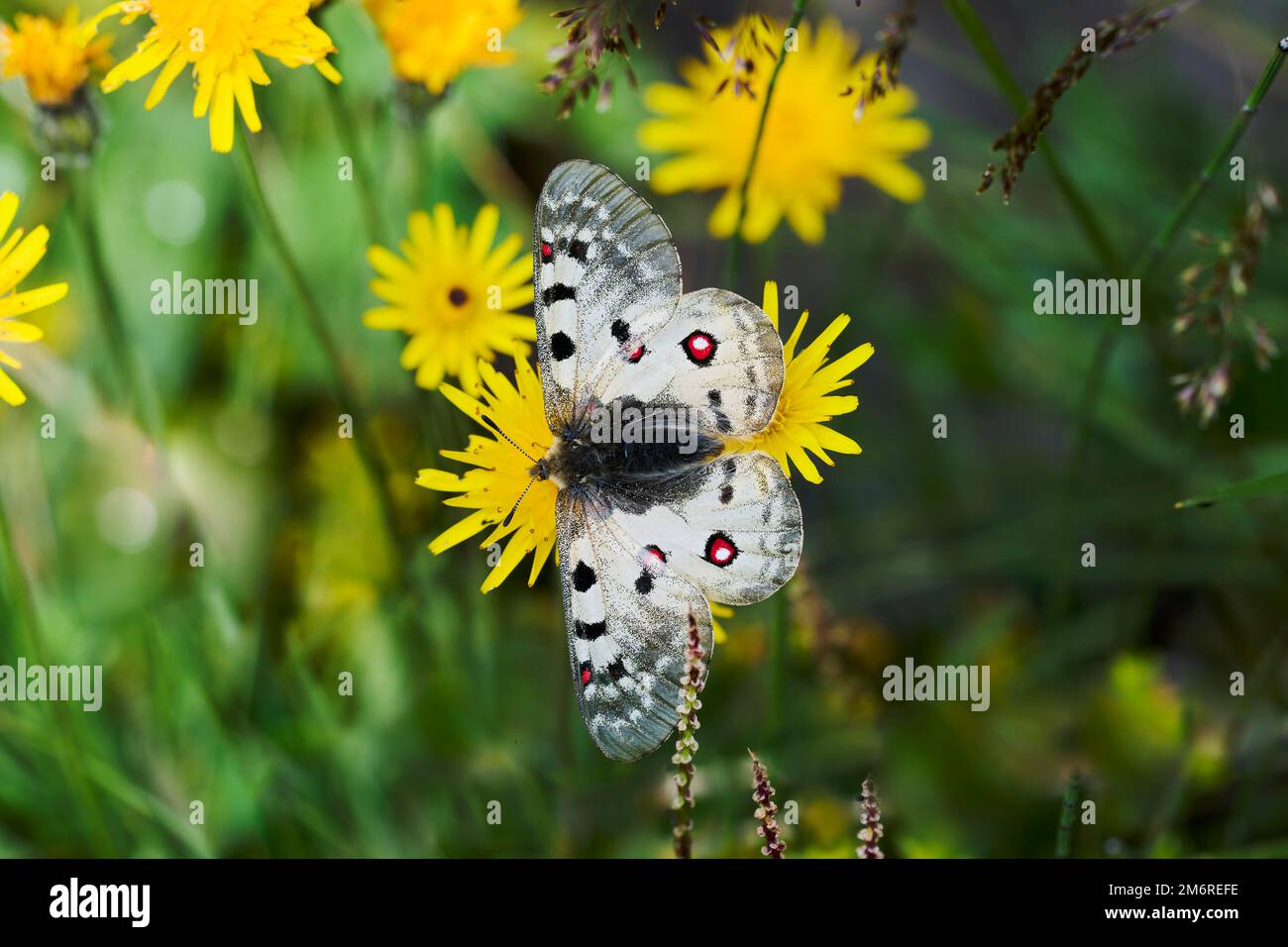 Apollon alpin (Parnassius sacerdos), parc national Hohe Tauern, Autriche Banque D'Images