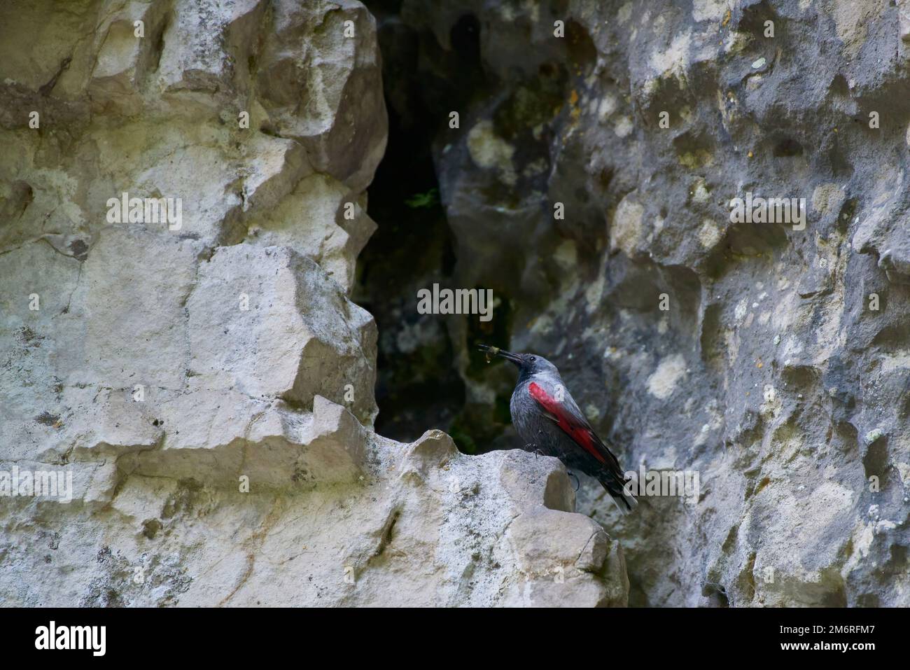 Le Wallrampante (Tichodroma muraria) repose sur une falaise dans un habitat naturel. Banque D'Images