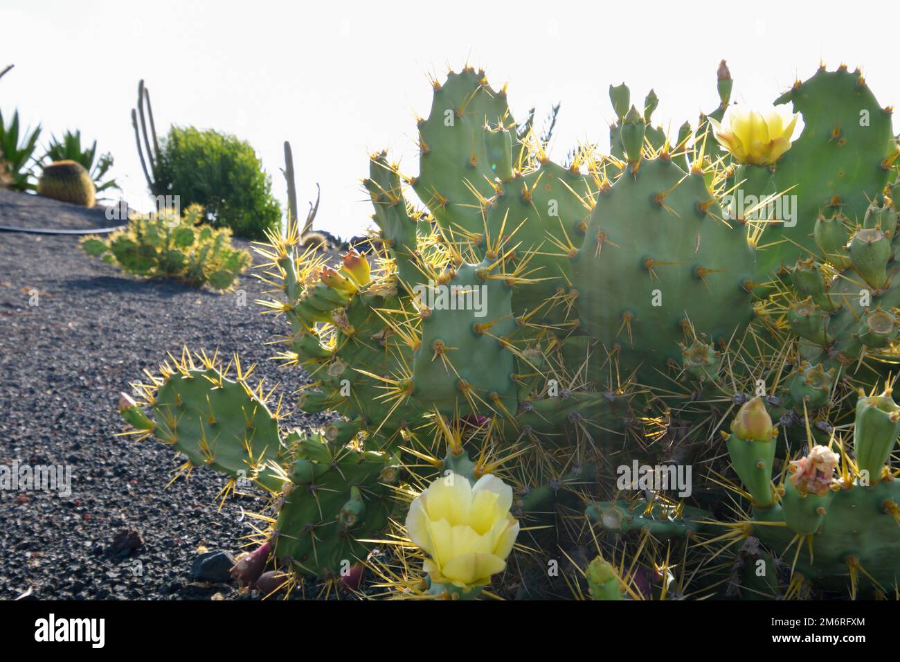 Opuntia ficus-indica avec poire rickly rétro-éclairée Banque D'Images