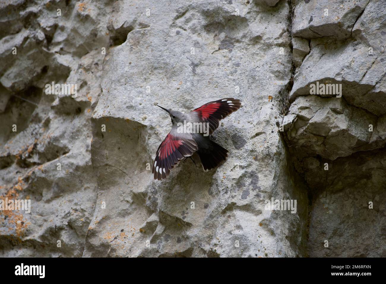 Le Wallrampante (Tichodroma muraria) repose sur une falaise dans un habitat naturel. Femme Banque D'Images