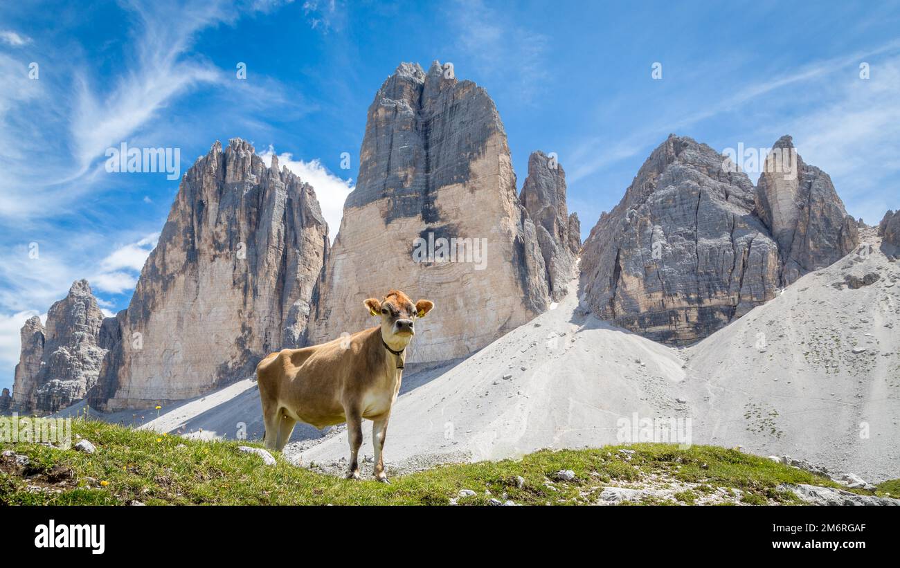 Vache debout en face de la chaîne de montagnes trois sommets, Dolomites, Tyrol du Sud, Italie Banque D'Images