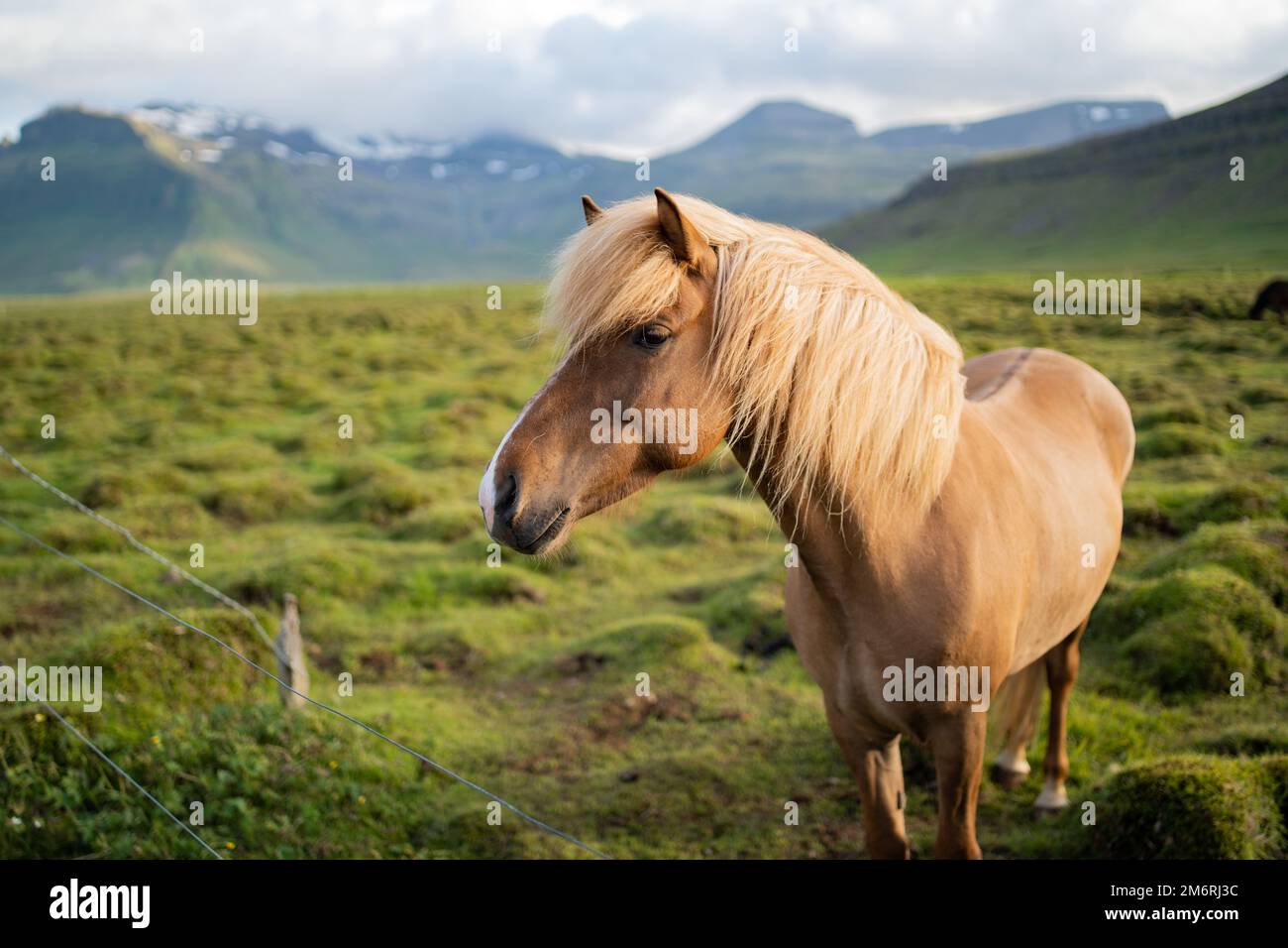 Chevaux islandais paître à la ferme équestre Berg en Islande Banque D'Images