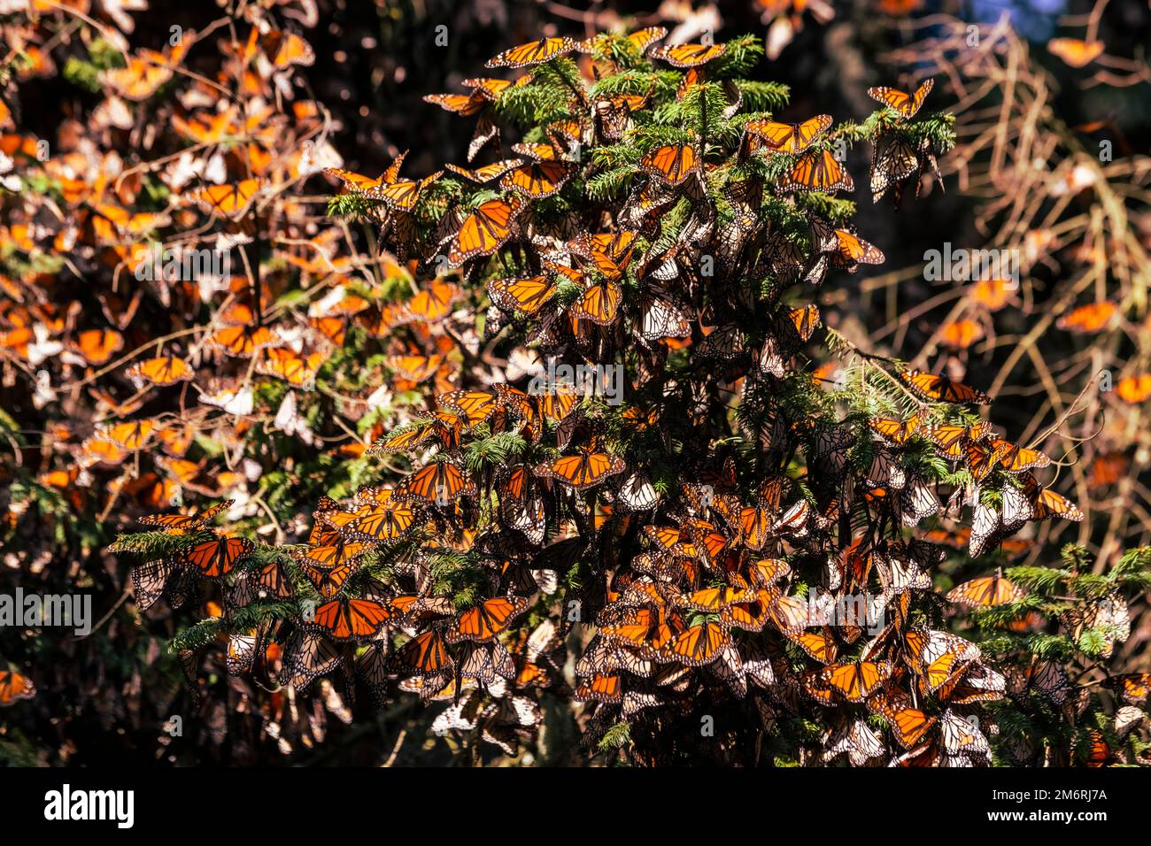 Des millions de papillons couvrant des arbres dans la réserve de biosphère Monarch Butterfly du site de l'UNESCO, El Rosario, Michoacan, Mexique Banque D'Images