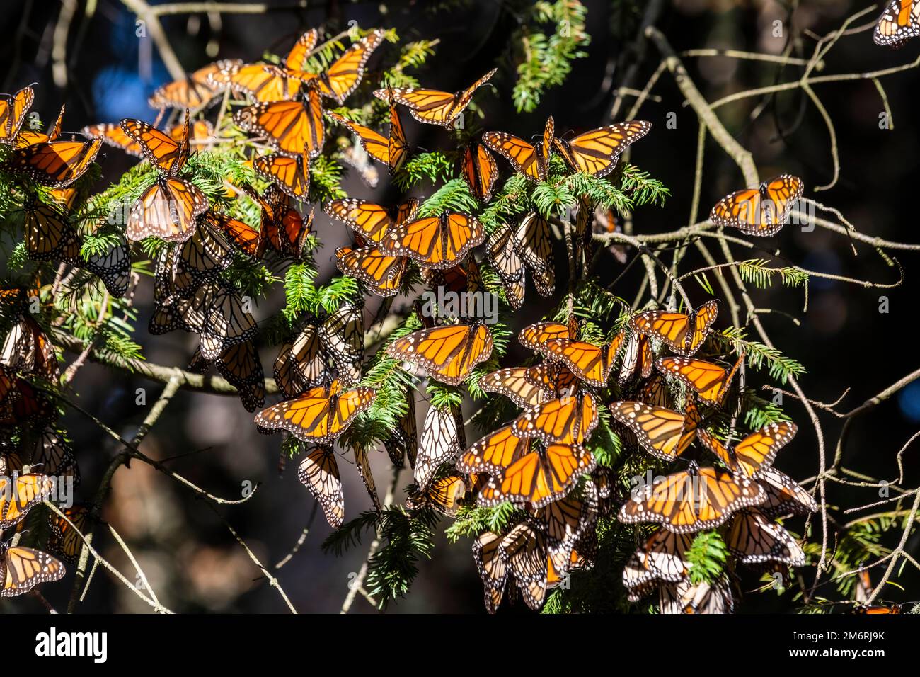 Des millions de papillons couvrant des arbres dans la réserve de biosphère Monarch Butterfly du site de l'UNESCO, El Rosario, Michoacan, Mexique Banque D'Images