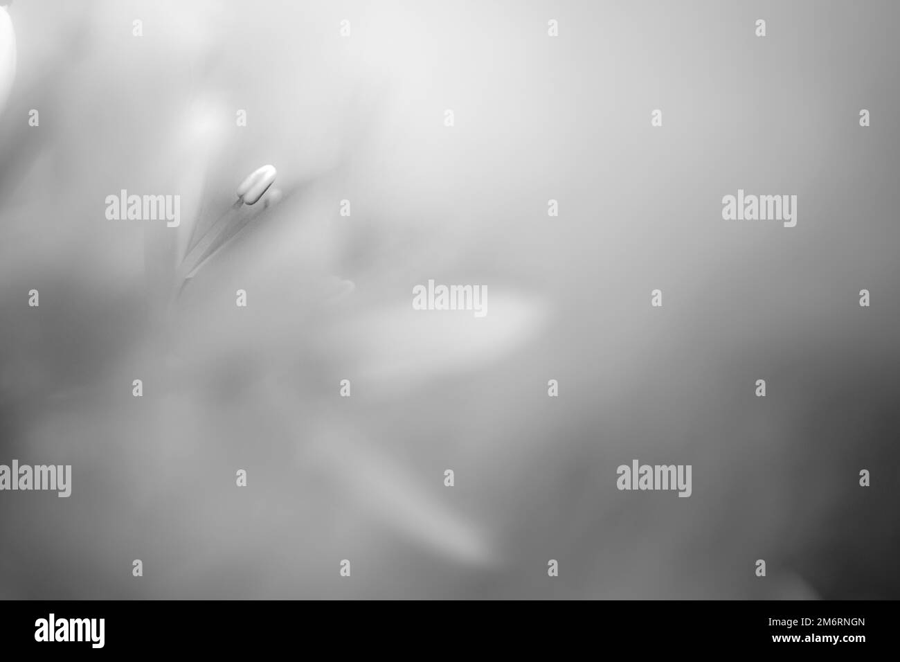 Ramsons (Allium ursinum) sur fond clair, Mindelheim, Unterallgaeu, Swabia, Bavière, Allemagne Banque D'Images