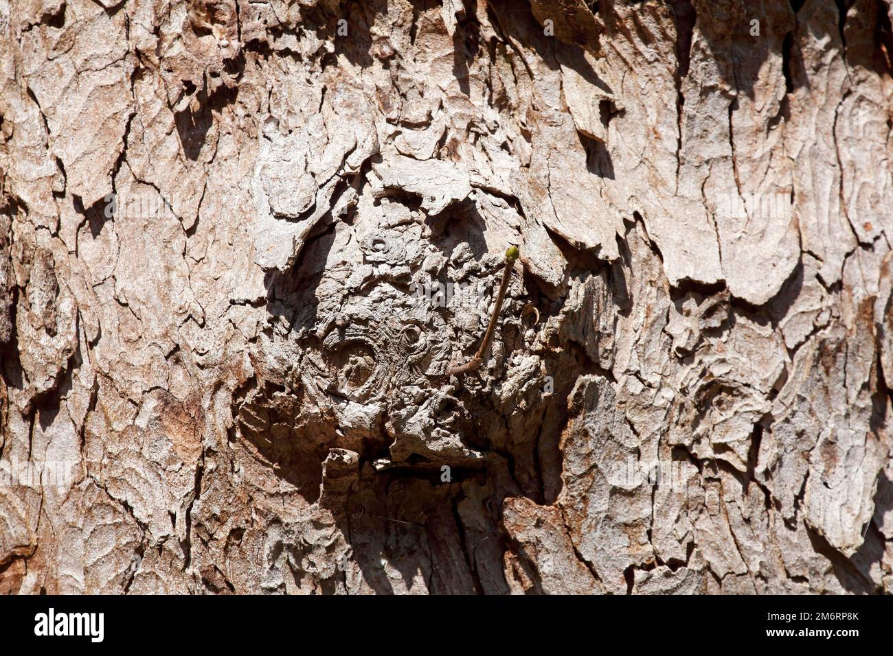 Burl avec écorce d'arbre sur un vieux tronc d'arbre, Allemagne Banque D'Images