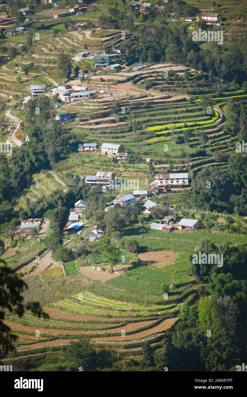 Champs en terrasses à Nagarkot, province de Bagmati, district de Bhaktapur, Népal Banque D'Images