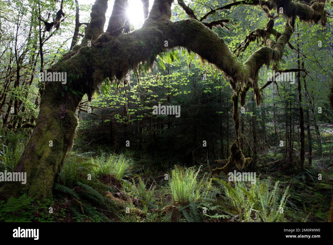 WA20853-00..... WASHINGTON - Forêt tropicale dans le circuit nature de Quinault, Parc national olympique. Banque D'Images