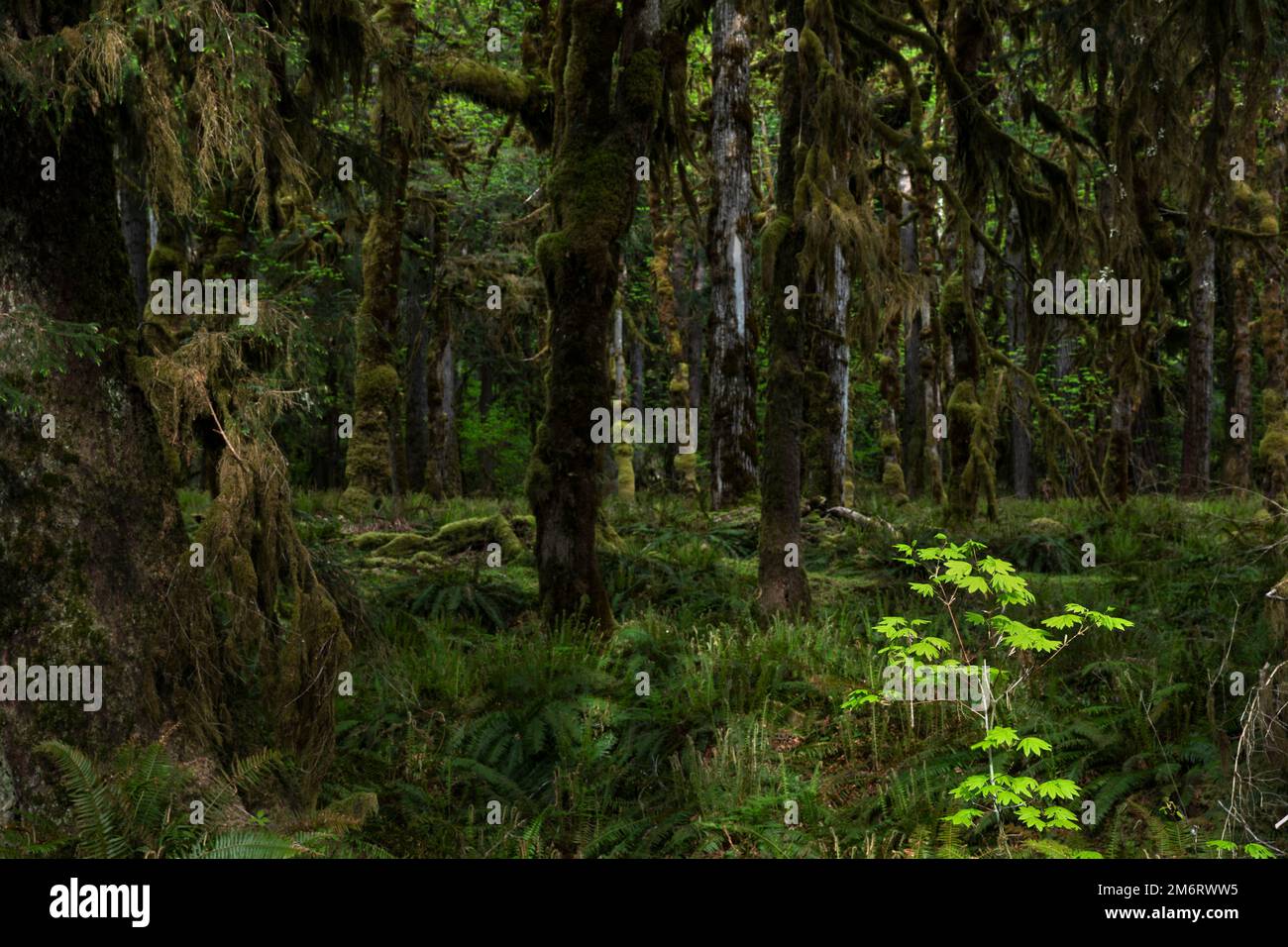 WA20854-00..... WASHINGTON - Forêt tropicale dans le circuit nature de Quinault, Parc national olympique. Banque D'Images