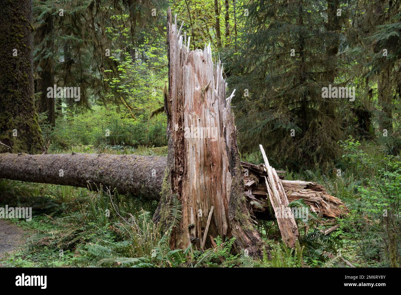 WA20876-00..... WASHINGTON - arbre tombé dans la forêt tropicale de Hoh, parc national olympique. Banque D'Images